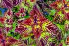 Colorful Japanese coleus leaves pattern, Kyoto, Japan. Art Print